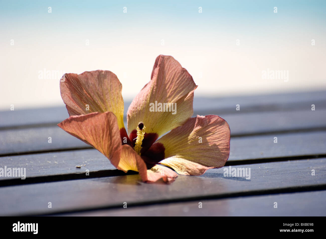 Fiore tropicale sul decking in legno Foto Stock