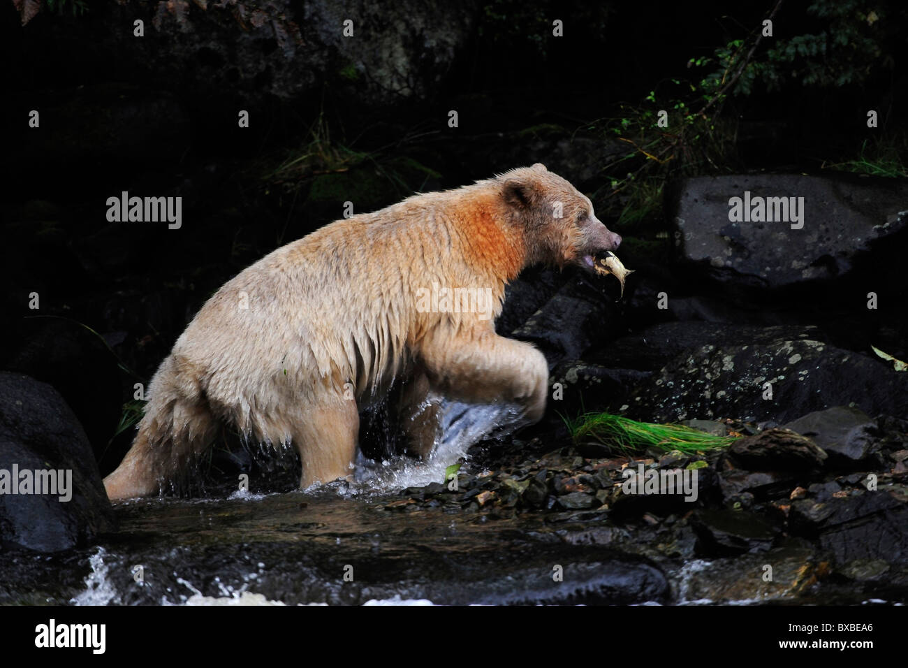 Black Bear (Ursus americanus), noto come spirito sopportare a causa della sua pelliccia bianca e la foresta pluviale del Pacifico, Canada Foto Stock