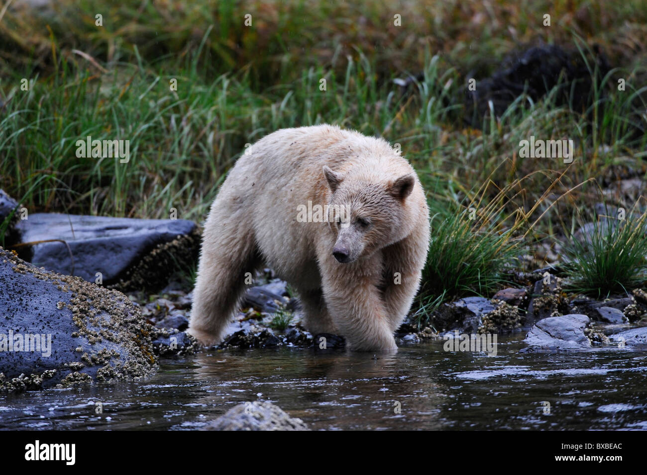 Black Bear (Ursus americanus), noto come spirito sopportare a causa della sua pelliccia bianca e la foresta pluviale del Pacifico, Canada Foto Stock