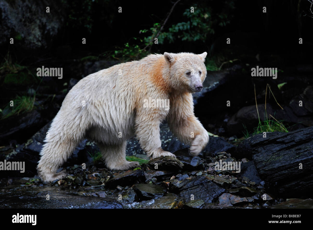 Black Bear (Ursus americanus), noto come spirito sopportare a causa della sua pelliccia bianca e la foresta pluviale del Pacifico, Canada Foto Stock