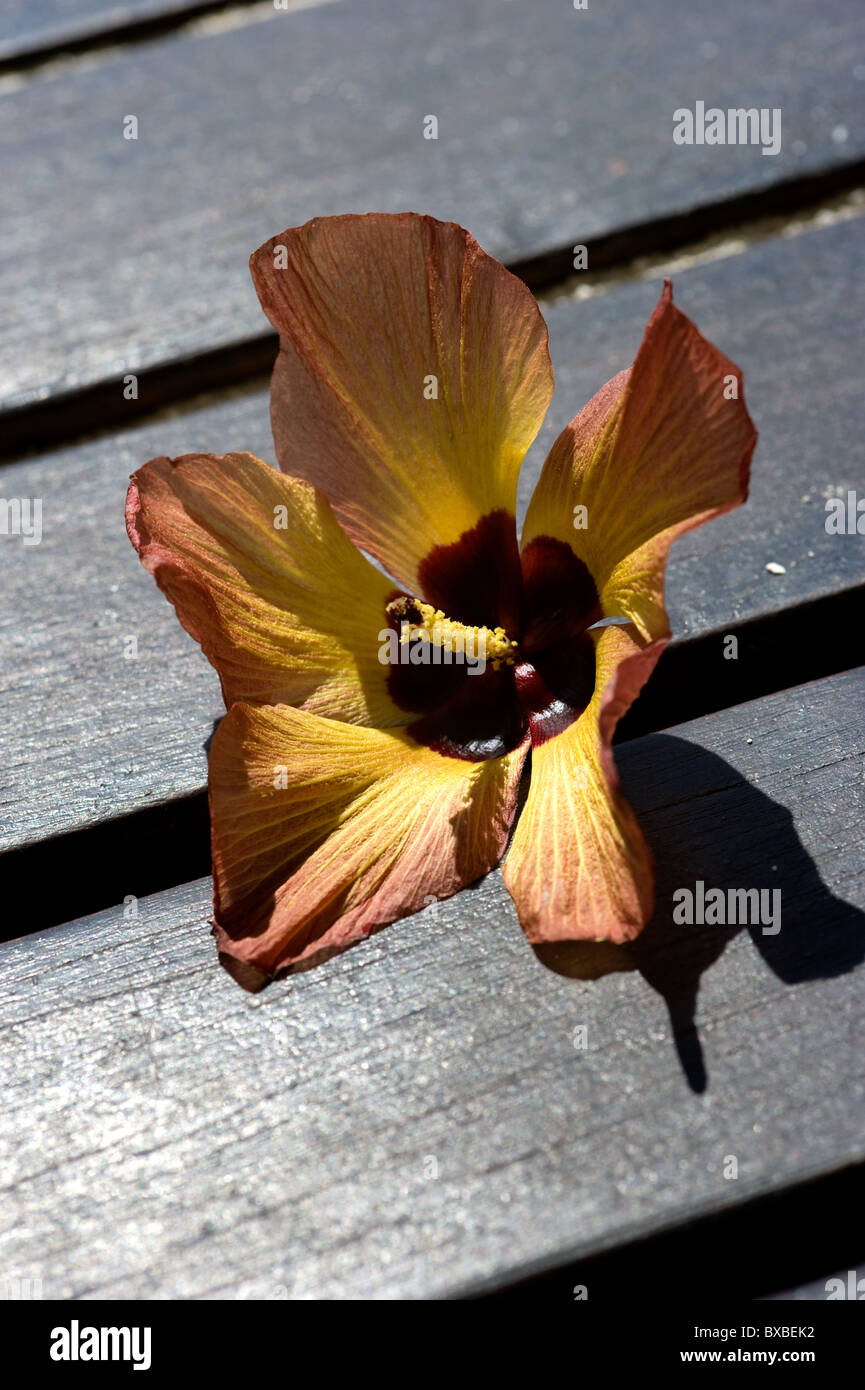 Fiore tropicale su legno decking Foto Stock