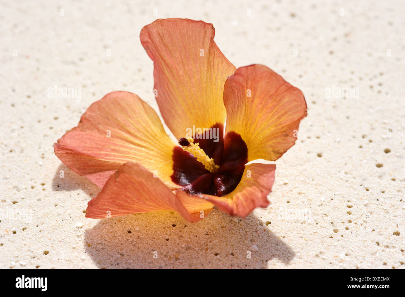 Fiore tropicale sulla sabbia delle Maldive Foto Stock