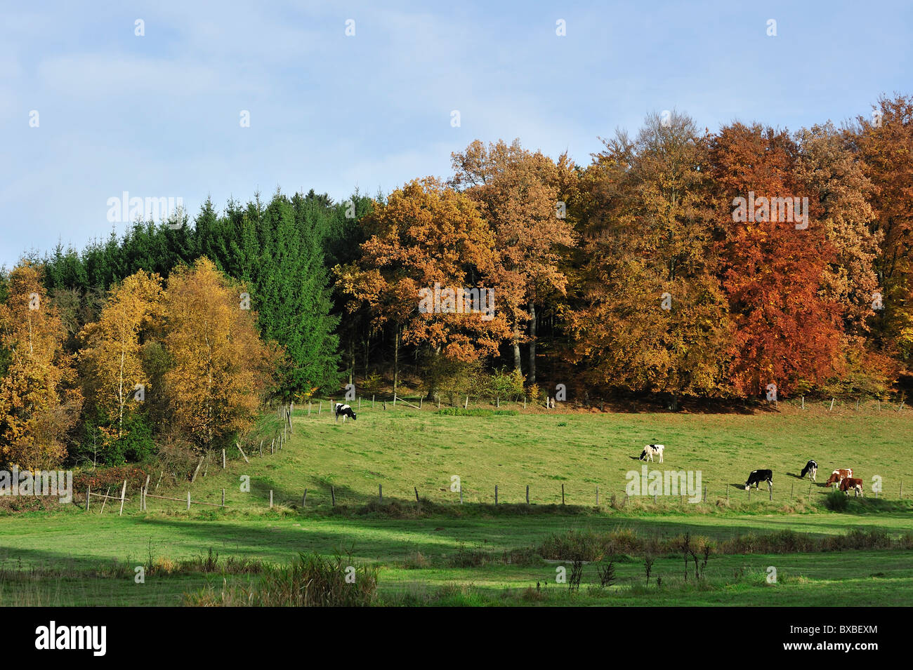 Terreni agricoli con le mucche nei campi e foreste in autunno colori nelle Ardenne, Belgio Foto Stock