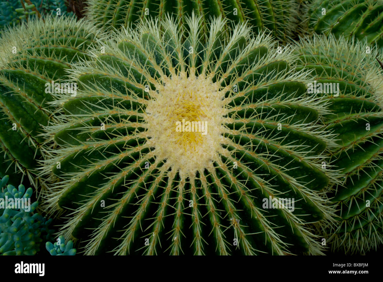 UK, Londra, Kew Gardens, canna cilindro Cactus Foto Stock