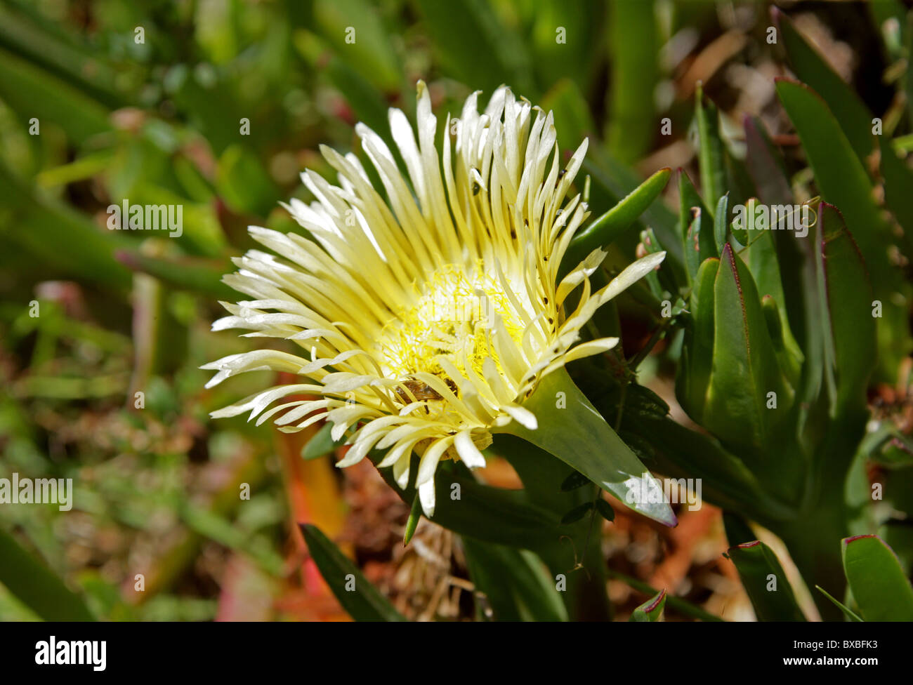 Hottentot Fig, Autostrada Impianto di ghiaccio, Sour Fig o Pigface, Carpobrotus edulis, Aizoaceae. Western Cape, Sud Africa. Foto Stock