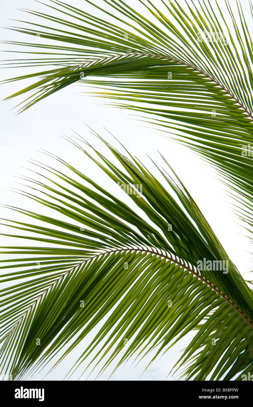 Palm tree foglie Foto Stock