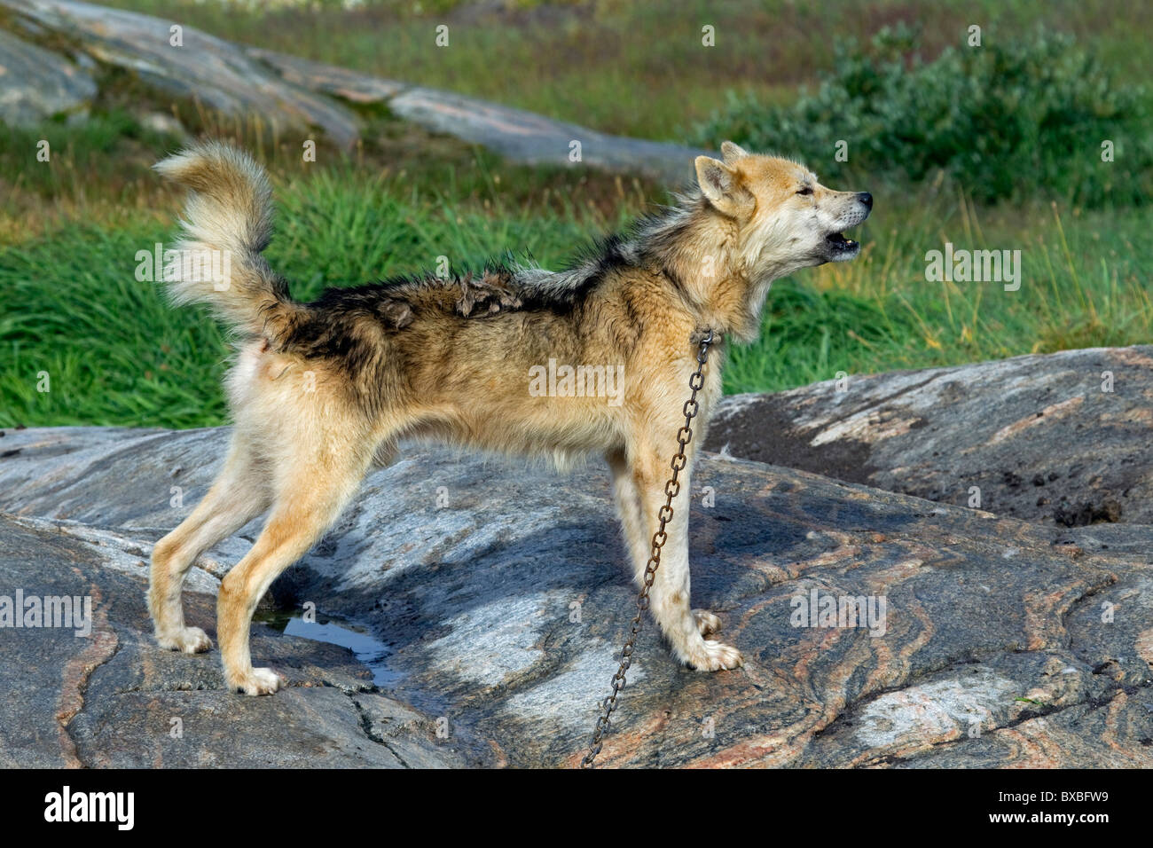 La Groenlandia cane (Canis lupus familiaris), slitta cane ululati, Ilulissat, West-Greenland, Groenlandia Foto Stock