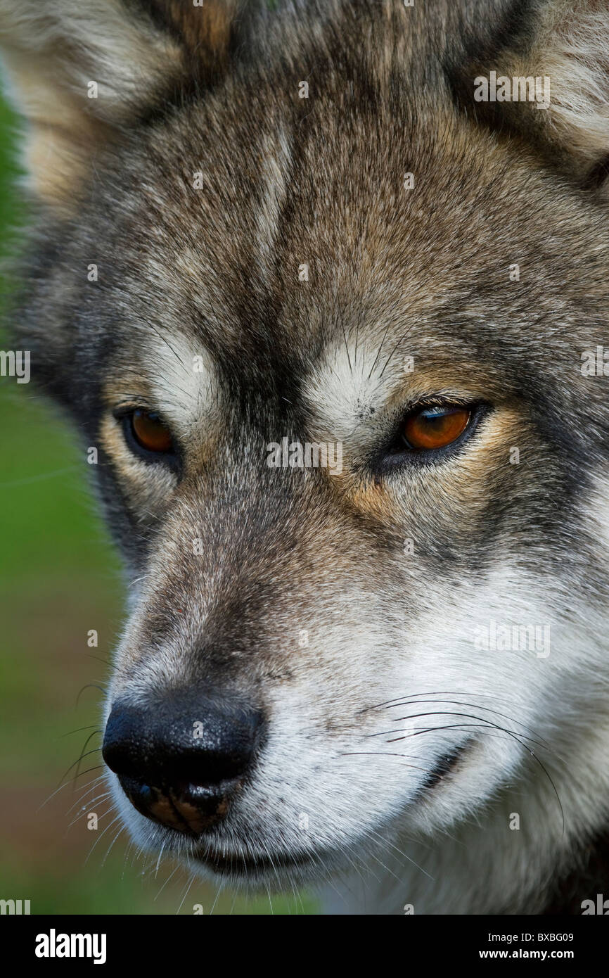 La Groenlandia cane (Canis lupus familiaris), slitta cane, Ilulissat, West-Greenland, Groenlandia Foto Stock