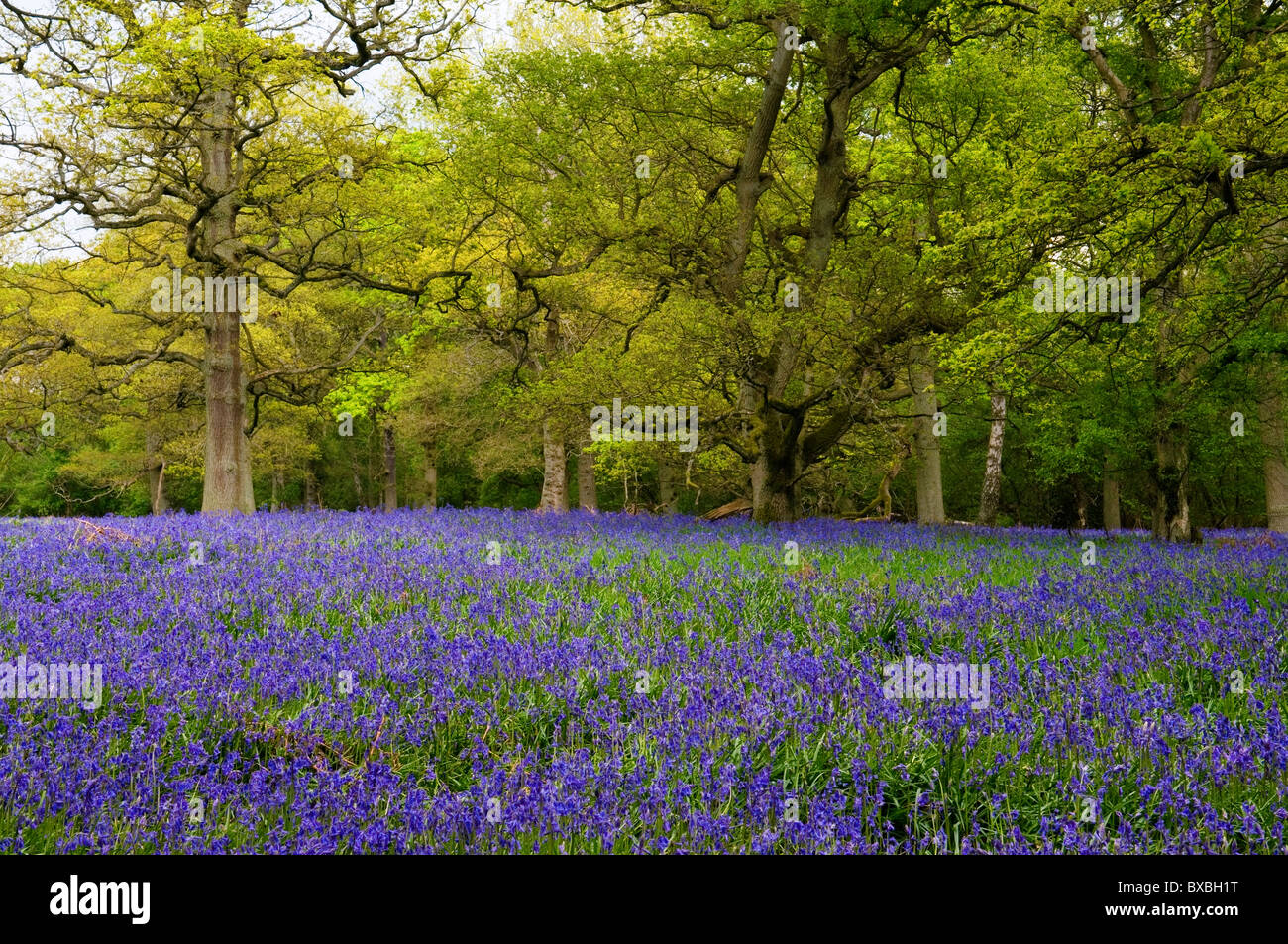 HYACINTHOIDES NON SCRIPTA COMMON BLUEBELL WAPPENBURY LEGNO Foto Stock