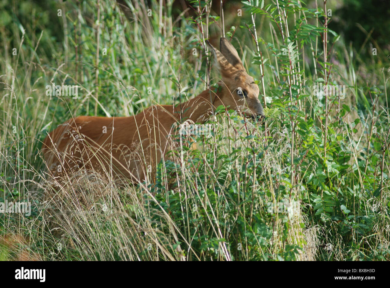 Cervi in natura, la fauna selvatica Foto Stock