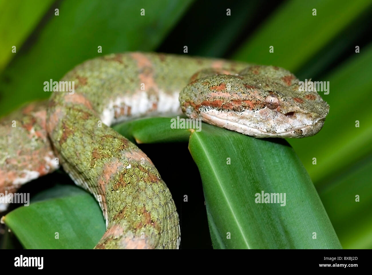 Tintura ciglia Palm Pitviper 'Bothriechis schlegeli' dal Costa Rica Foto Stock