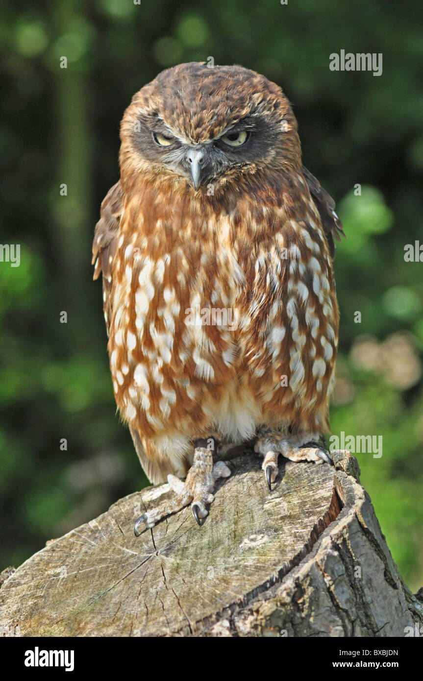 Boobook Owl, Ninox novaseelandiae, sul ceppo di albero, immagine piena di uccelli, naturale, storia naturale, gli uccelli rapaci Foto Stock