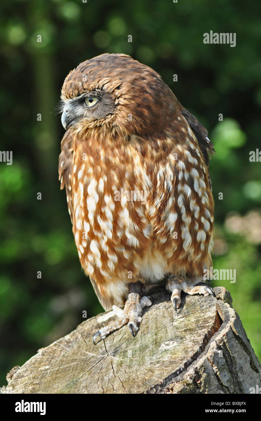 Boobook Owl, Ninox novaseelandiae, sul ceppo di albero, immagine piena di uccelli, naturale, storia naturale, gli uccelli rapaci Foto Stock