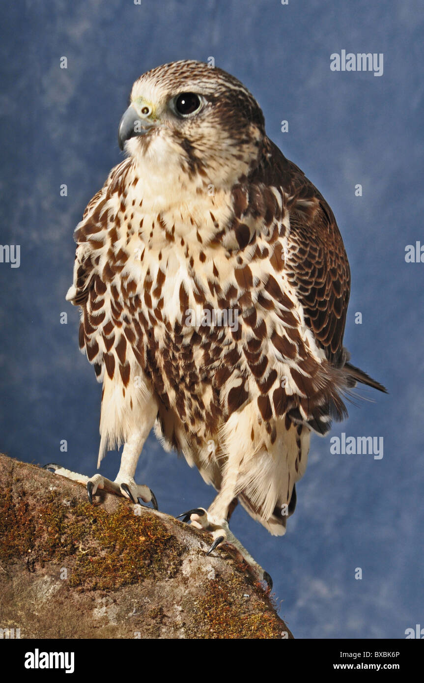 Falco pellegrino, Saker ibrido, croce, falco peregrinus, falco cherrug, pieno colpo di uccello su roccia, gli uccelli rapaci Foto Stock