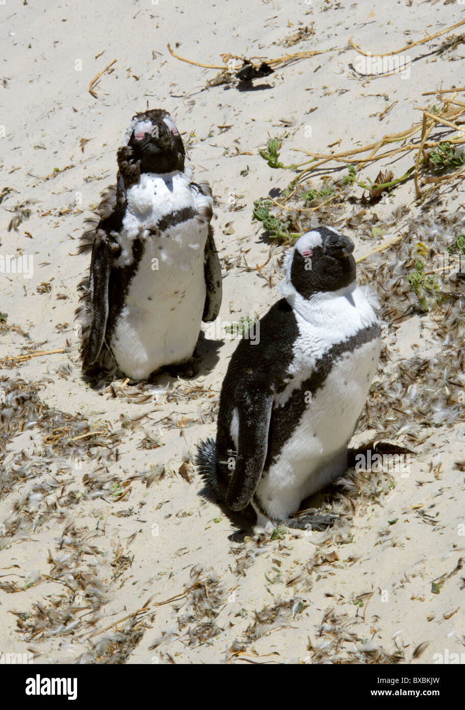 Moulting Africano nero-footed o i pinguini Jackass, Spheniscus demersus, Sfeniscidi. Massi Bay, Penisola del Capo. Foto Stock