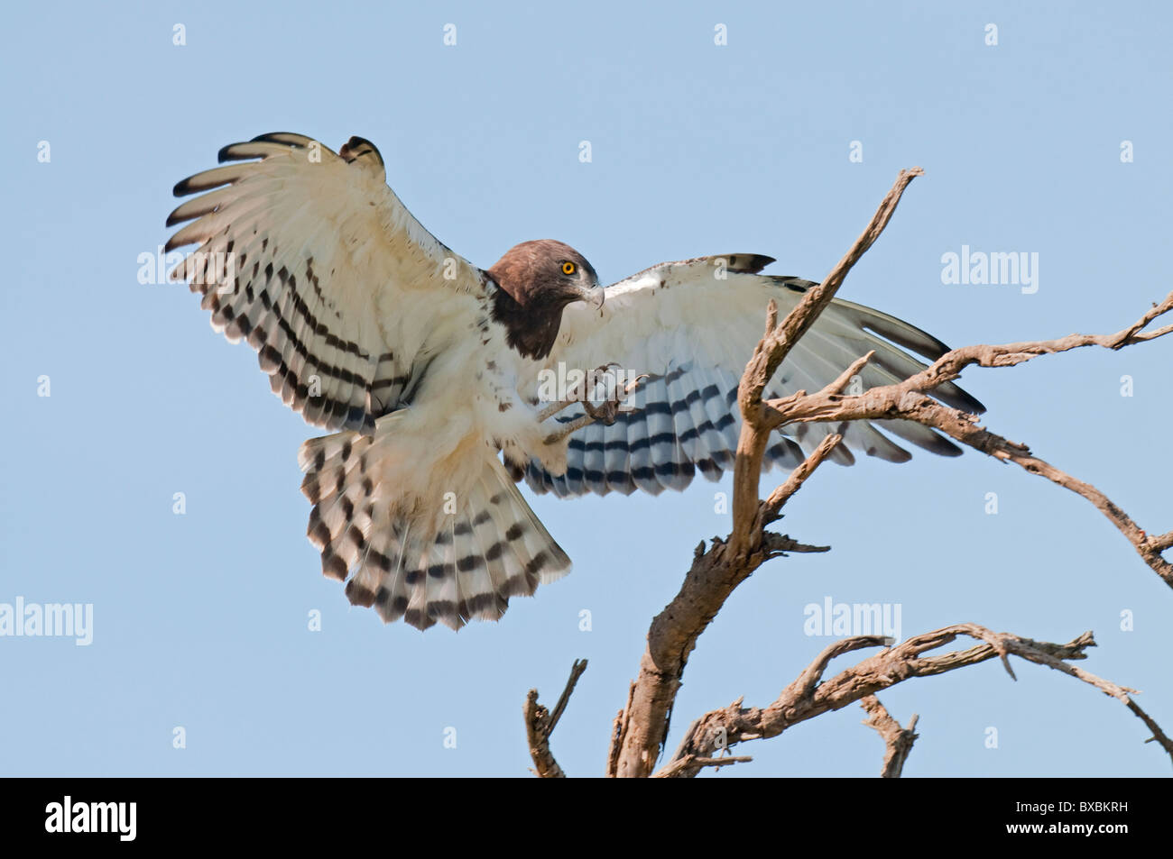 Nero-breasted Snake Eagle Foto Stock