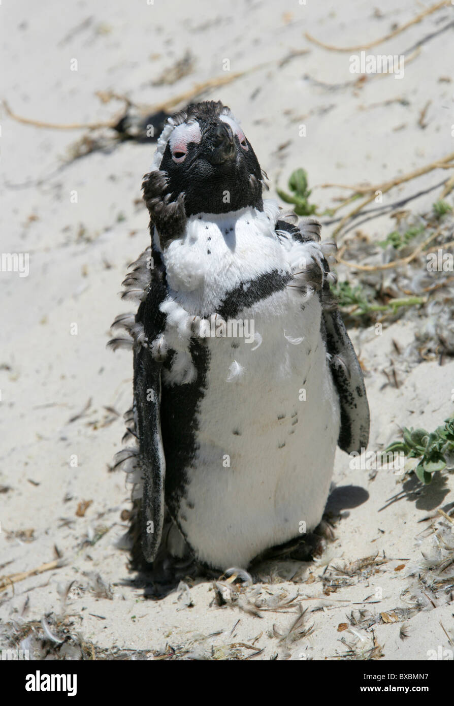 Moulting Africano nero-footed o Jackass Penguin, Spheniscus demersus, Sfeniscidi. Massi Bay, Penisola del Capo. Foto Stock