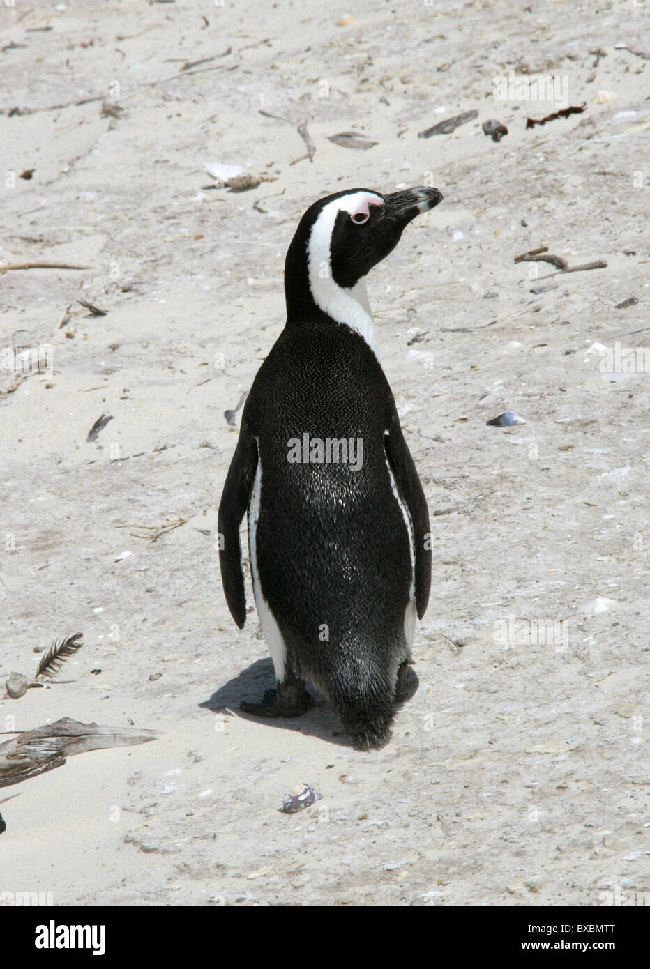 Africa, nero-footed o Jackass Penguin, Spheniscus demersus, Sfeniscidi. Massi Bay, Penisola del Capo, Provincia del Capo. Foto Stock