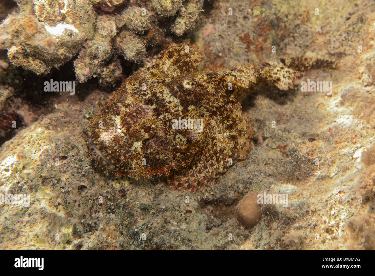 Scorpaenopsis oxycephala - Scorpaenidae - mimica - Mar Rosso pesci velenosi vicino a Coral reef Foto Stock