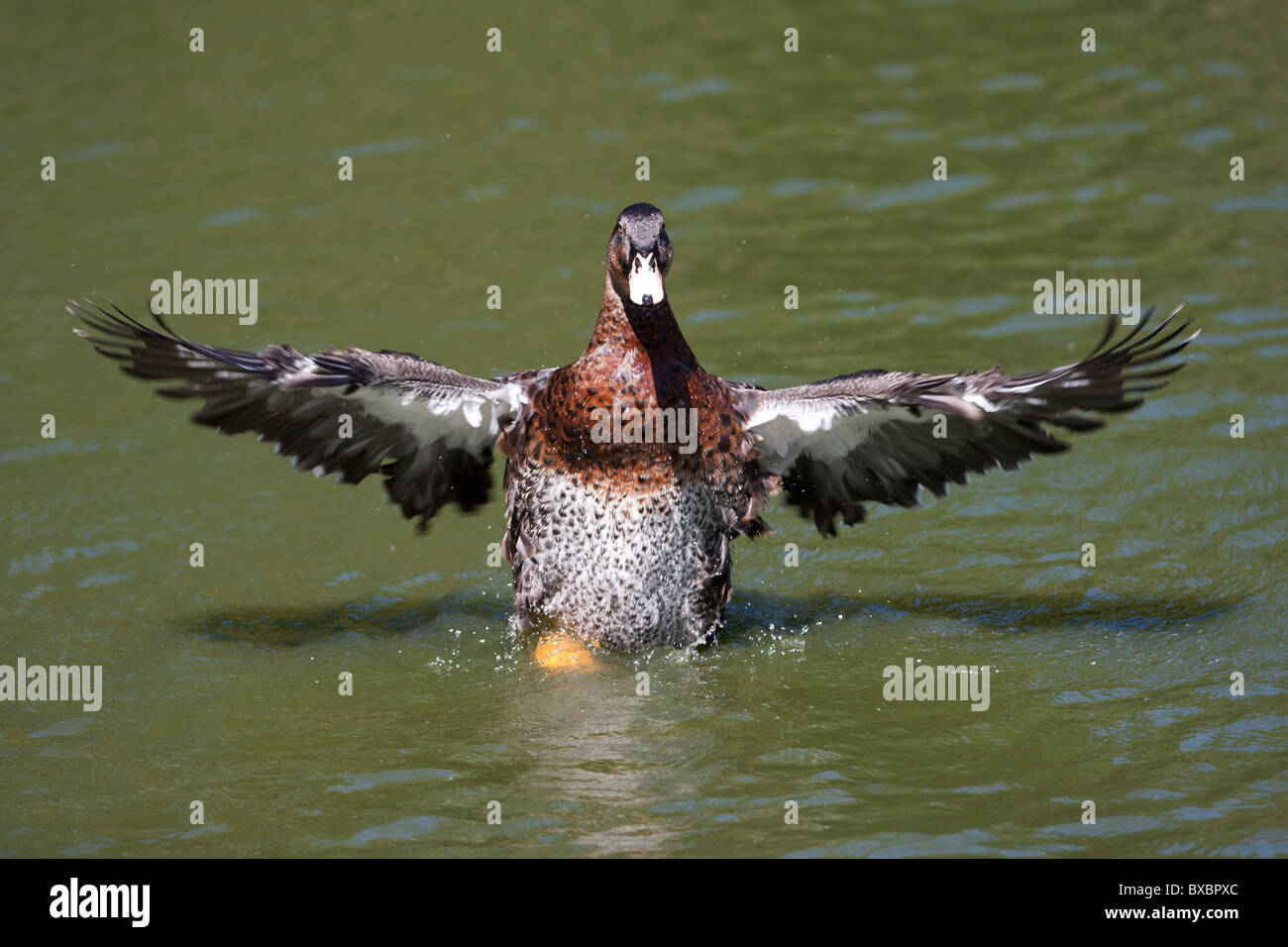 Un anatra sbattimenti le sue ali ad est lo Zoo di Londra. Motion Blur sulle estremità. Foto Stock