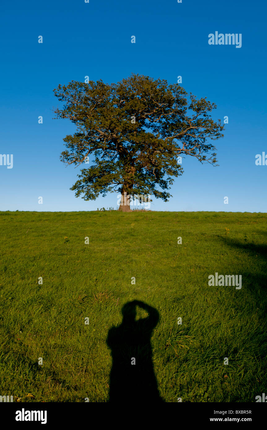 Europa, Regno Unito, Inghilterra, surrey quercia autunno Foto Stock