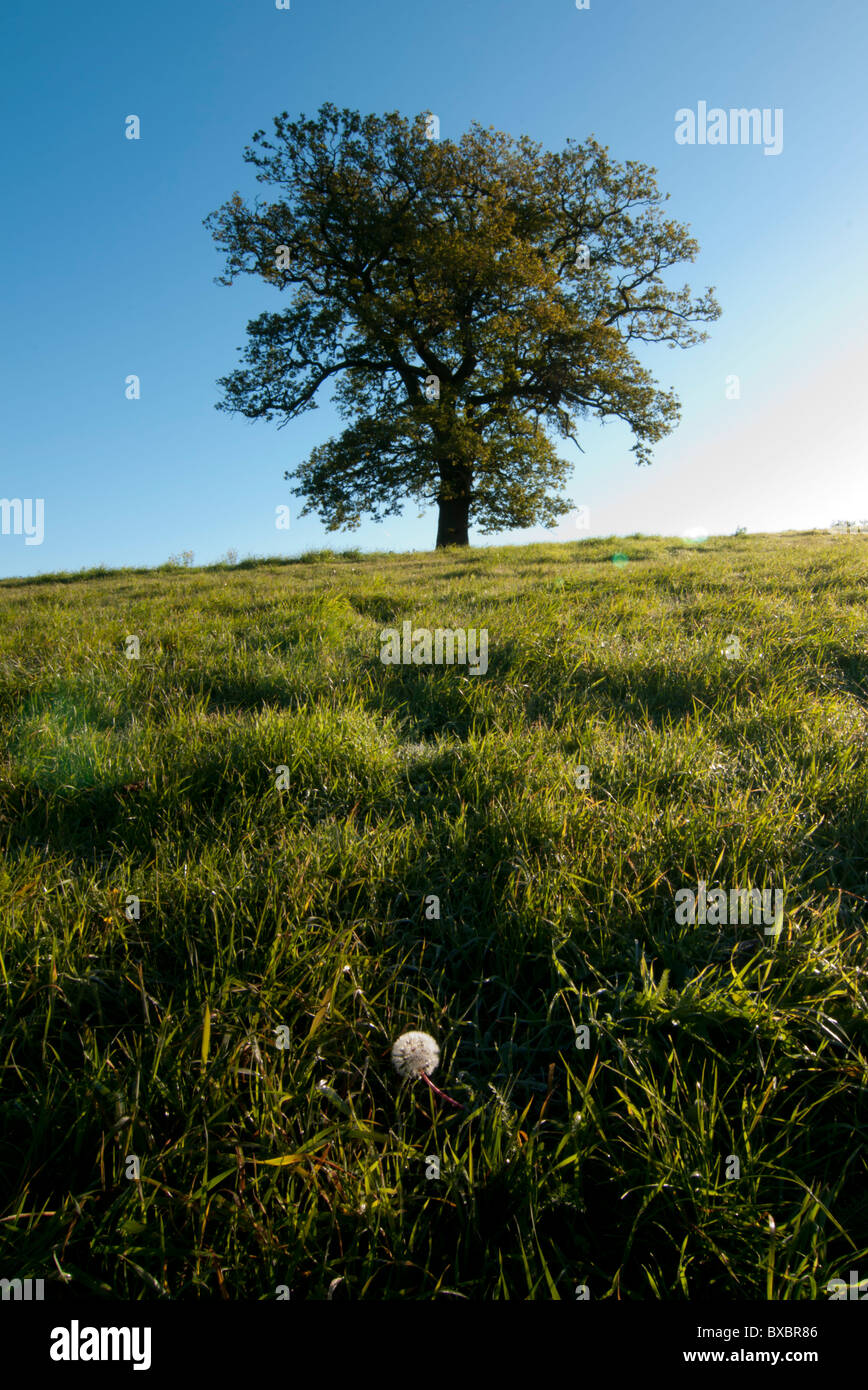 Europa, Regno Unito, Inghilterra, surrey quercia autunno Foto Stock