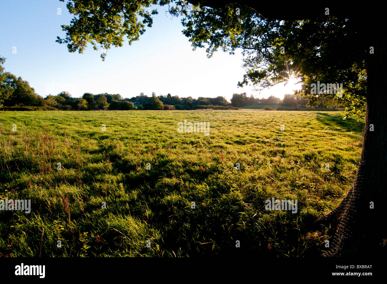 Europa, Regno Unito, Inghilterra, Surrey, paesaggio autunnale a Albury Aeroporto Foto Stock