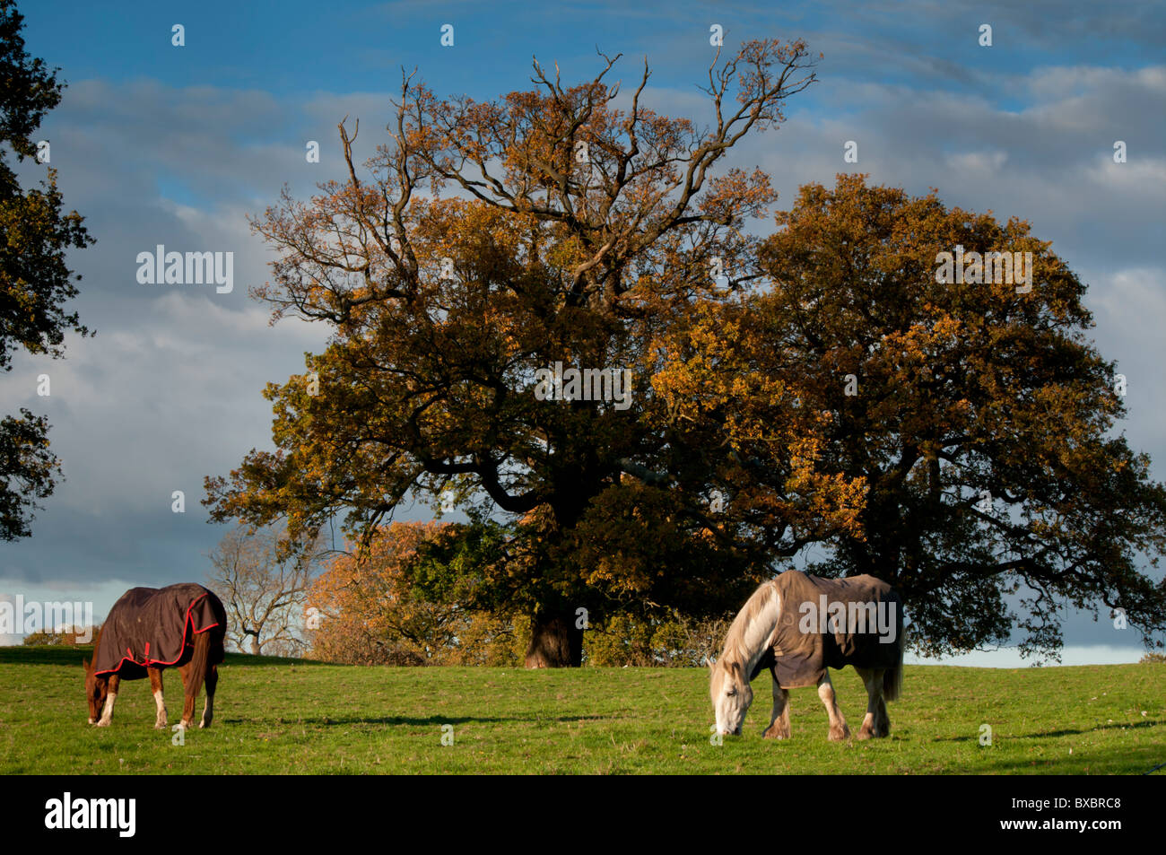 Regno Unito, Inghilterra, Surrey, Telegraph Hill autunno pascolo cavalli Foto Stock