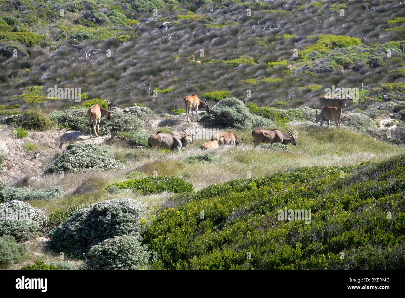 Un gruppo di otto comuni o Sud Eland, Taurotragus oryx, a Cape Point e Penisola del Capo, in Sud Africa. Foto Stock
