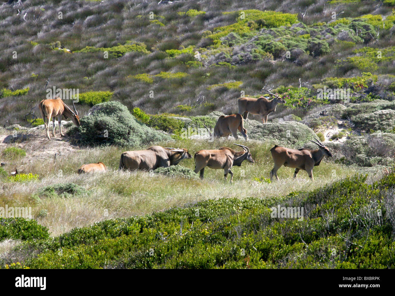 Un gruppo di sette comuni o Southern Eland, Taurotragus oryx, a Cape Point e Penisola del Capo, in Sud Africa. Foto Stock