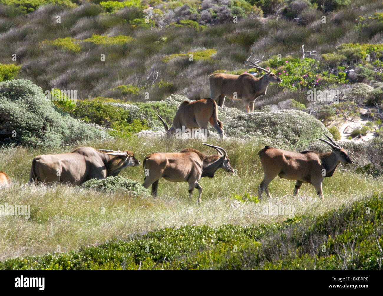 Un gruppo di sette comuni o Southern Eland, Taurotragus oryx, a Cape Point e Penisola del Capo, in Sud Africa. Foto Stock