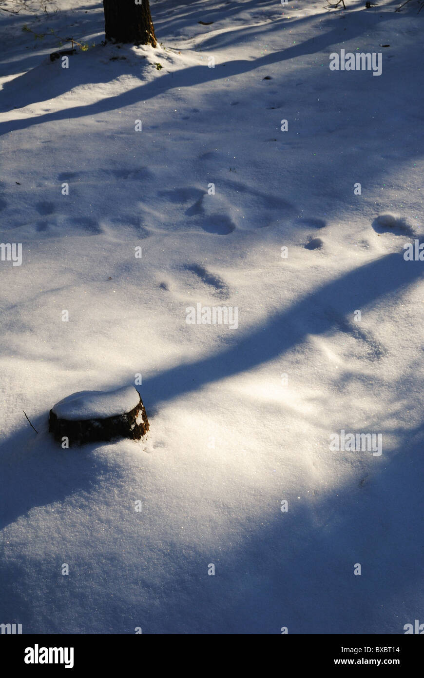 Scena di inverno Foto Stock