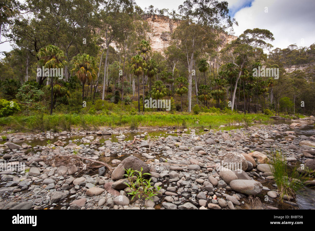 Carnarvon Creek in Carnarvon Gorge, Carnarvon National Park, Injune, Queensland Foto Stock