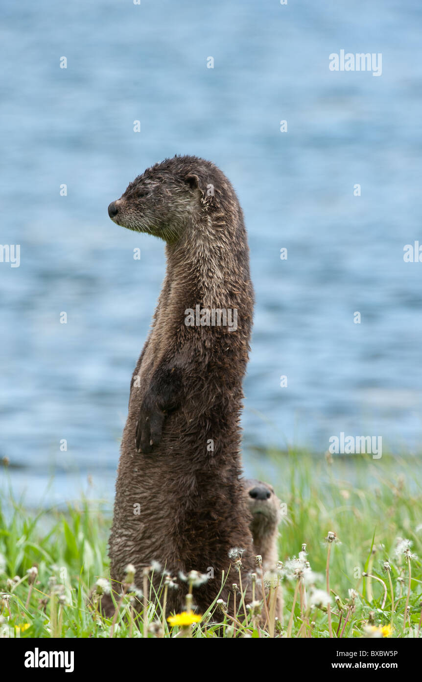 Lontra di fiume nordamericana (Lutra canadensis), Naitonal Yellowstone Park, Wyoming Foto Stock