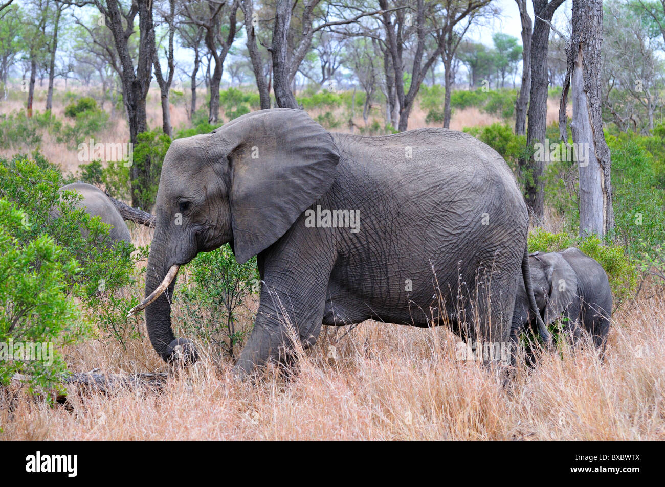 Una mamma e bambino elefanti nei boschi. Parco Nazionale di Kruger, Sud Africa. Foto Stock