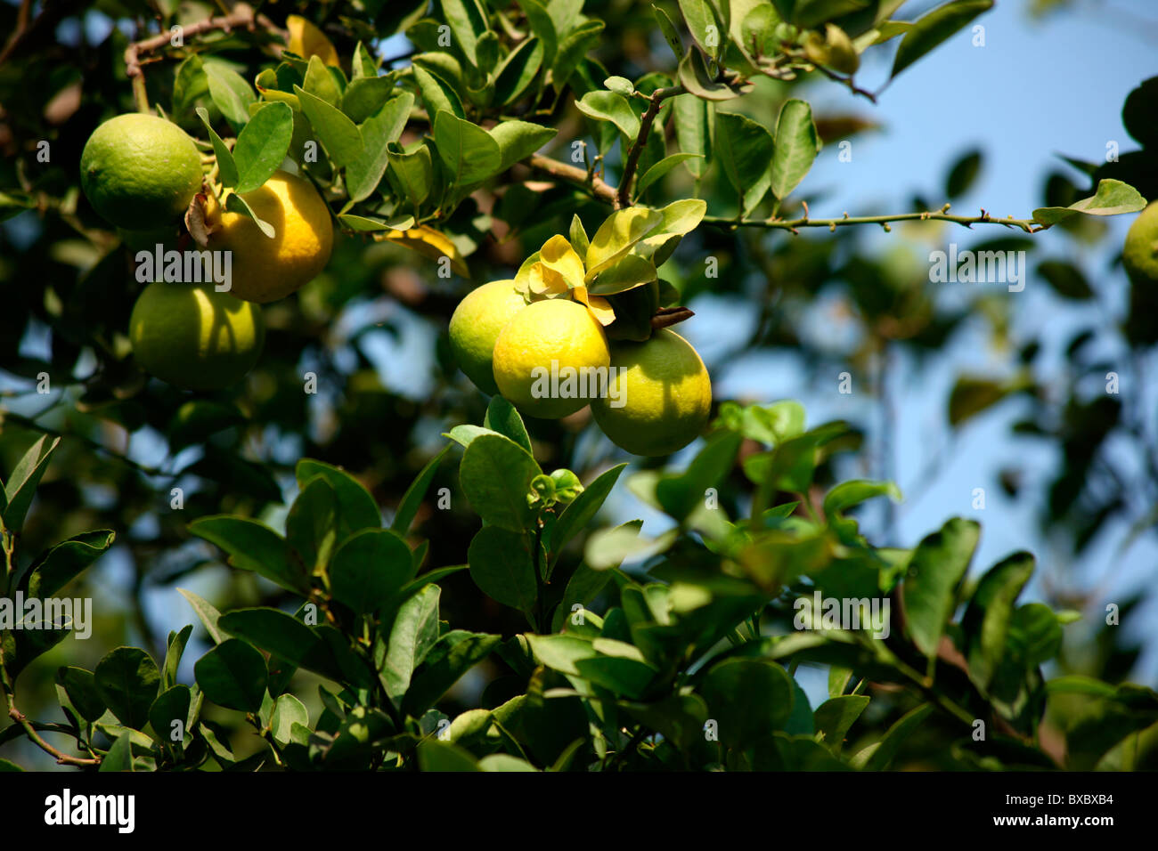 ; Albero di limone Foto Stock