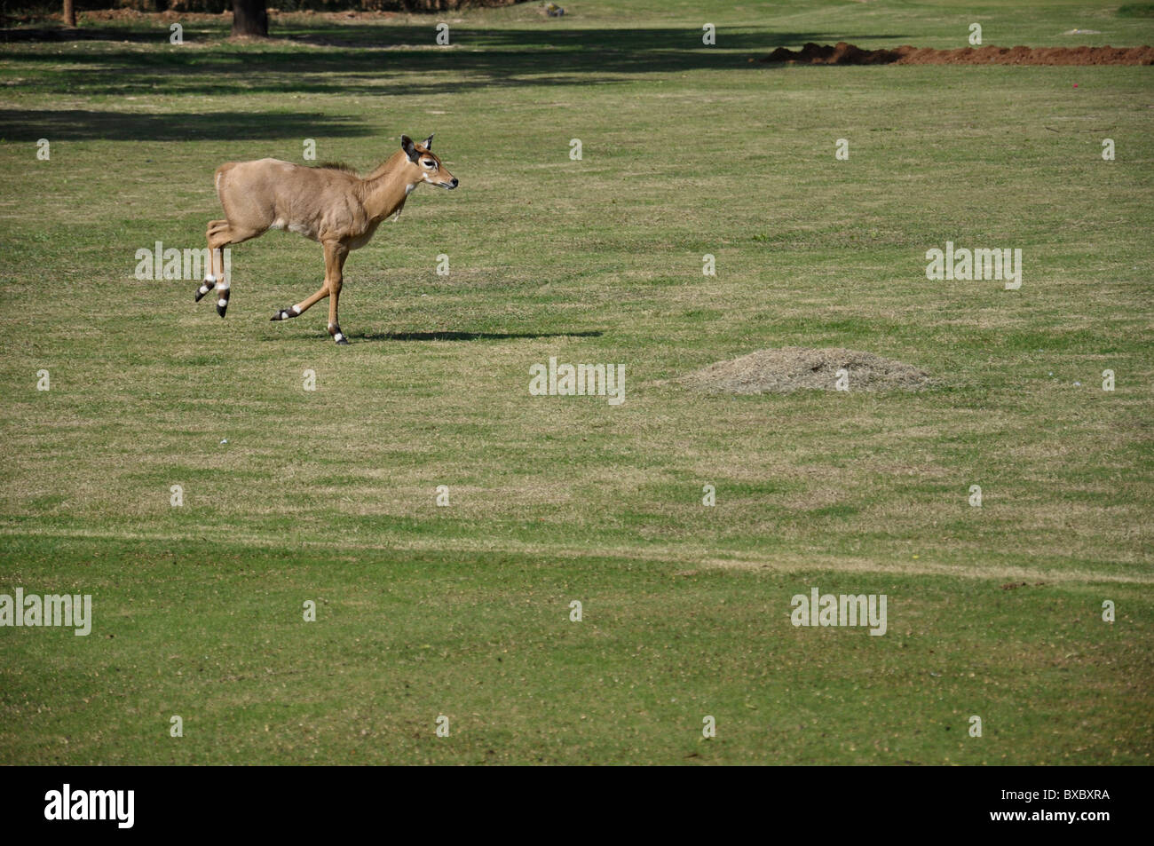 Baby Blue bull in esecuzione Foto Stock