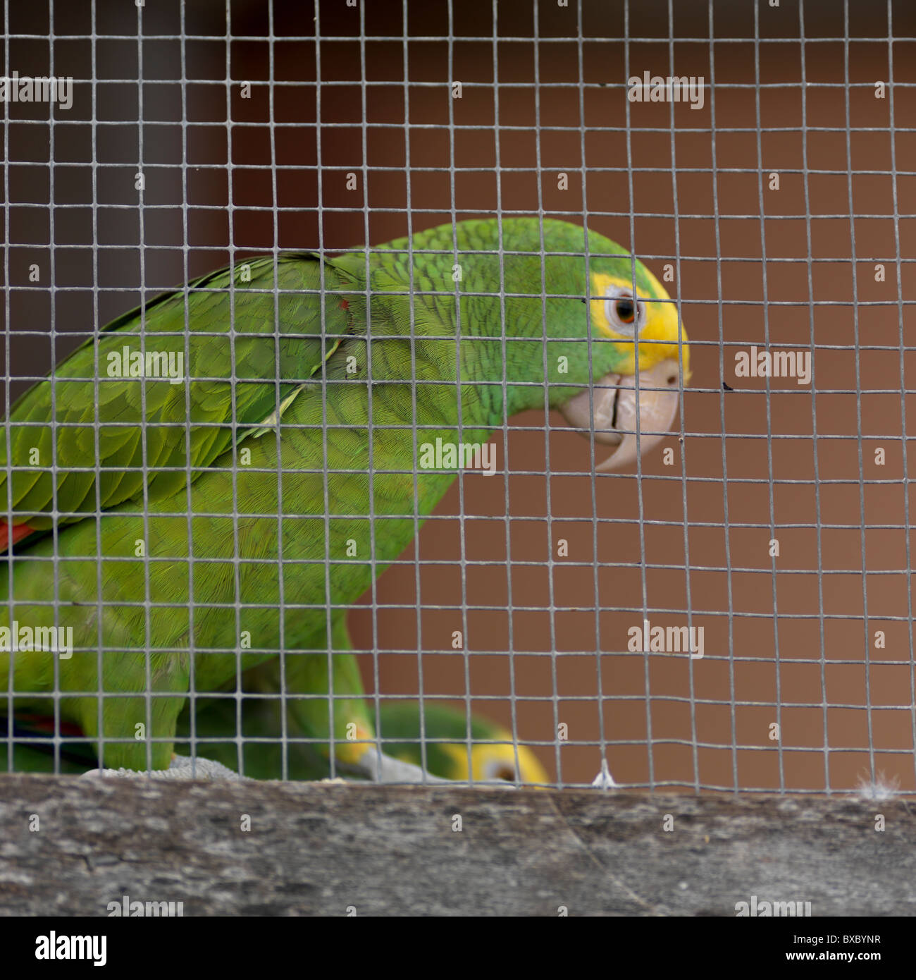 Belize, America Centrale Foto Stock