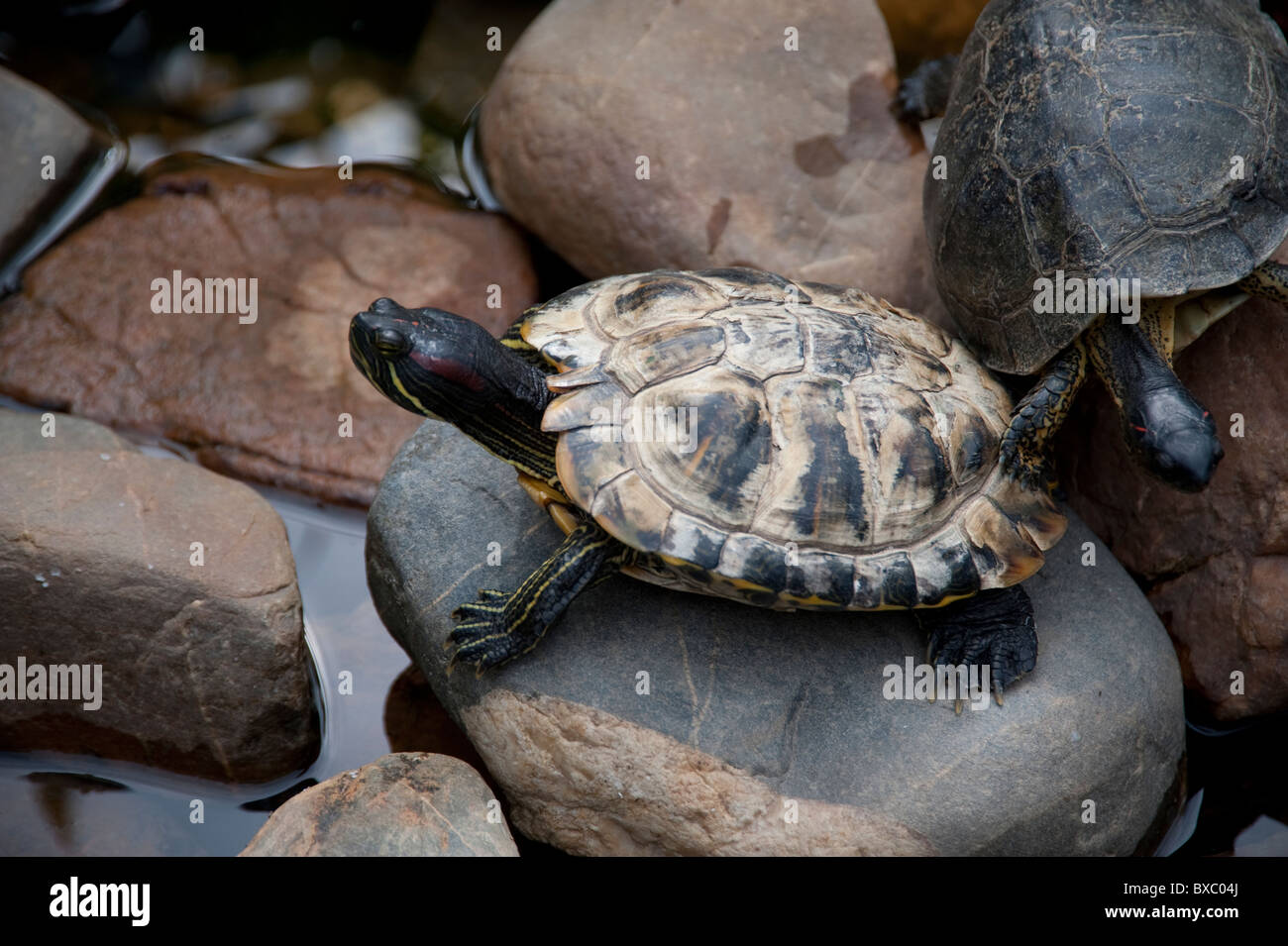 Belize, America Centrale Foto Stock