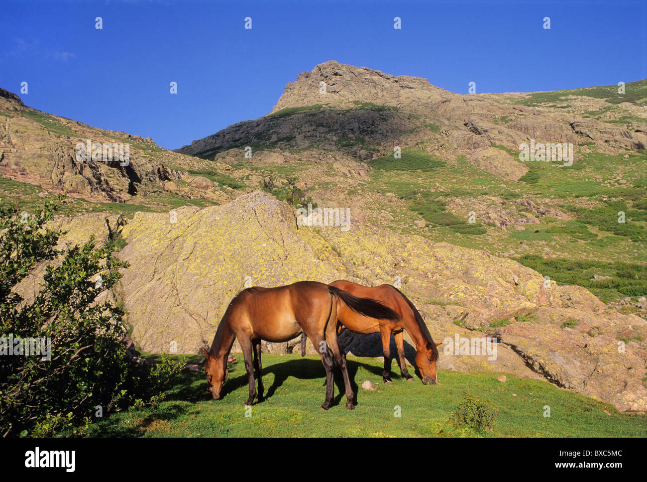 Francia, Corsica, Haute-Corse, GR 20, Paglia Orba range, sulla strada per il rifugio di Clottulu di i Mori. Foto Stock