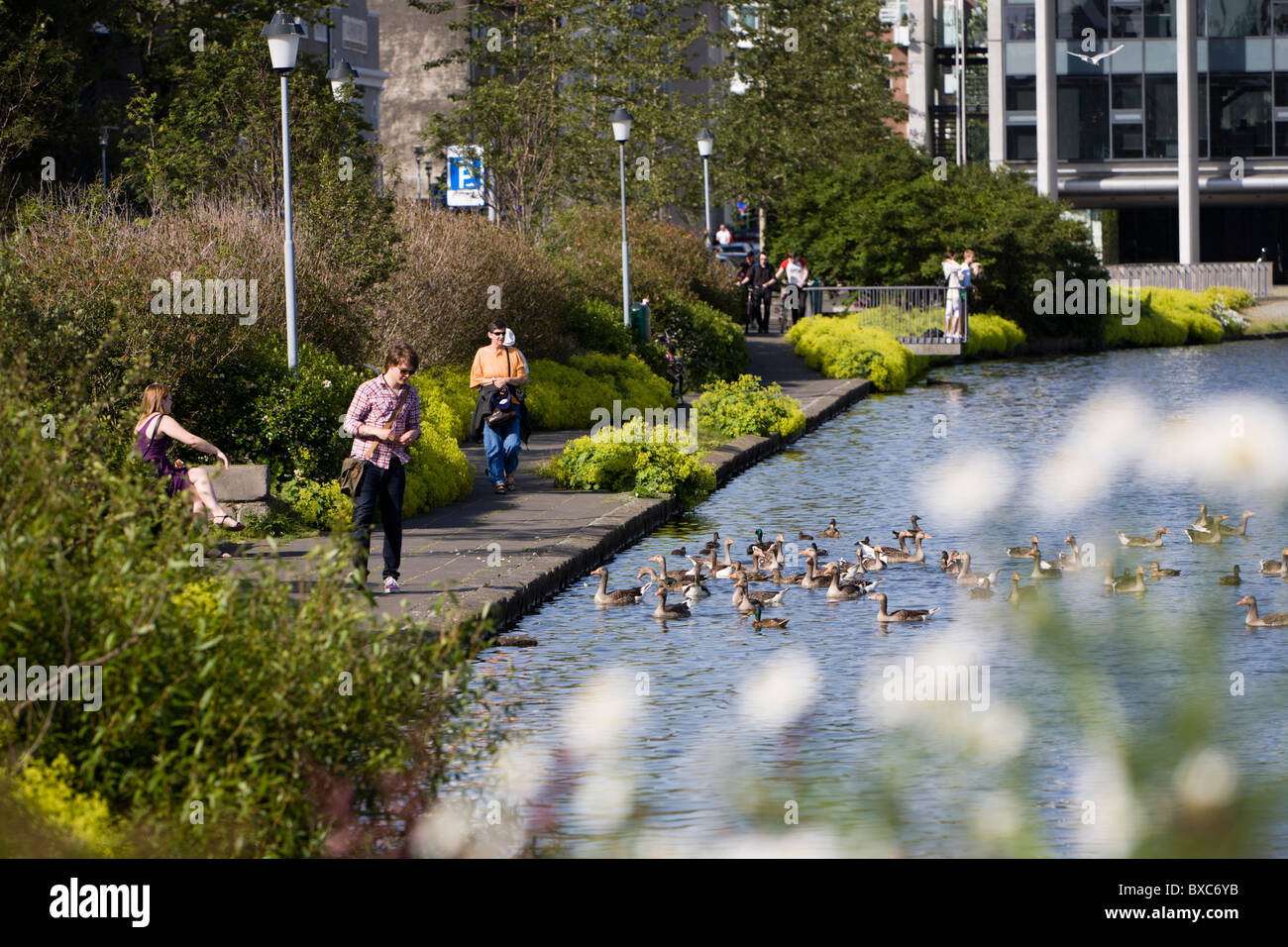 L'uomo alimentare gli uccelli del pane dal lago Tjornin. Reykjavik Islanda Foto Stock