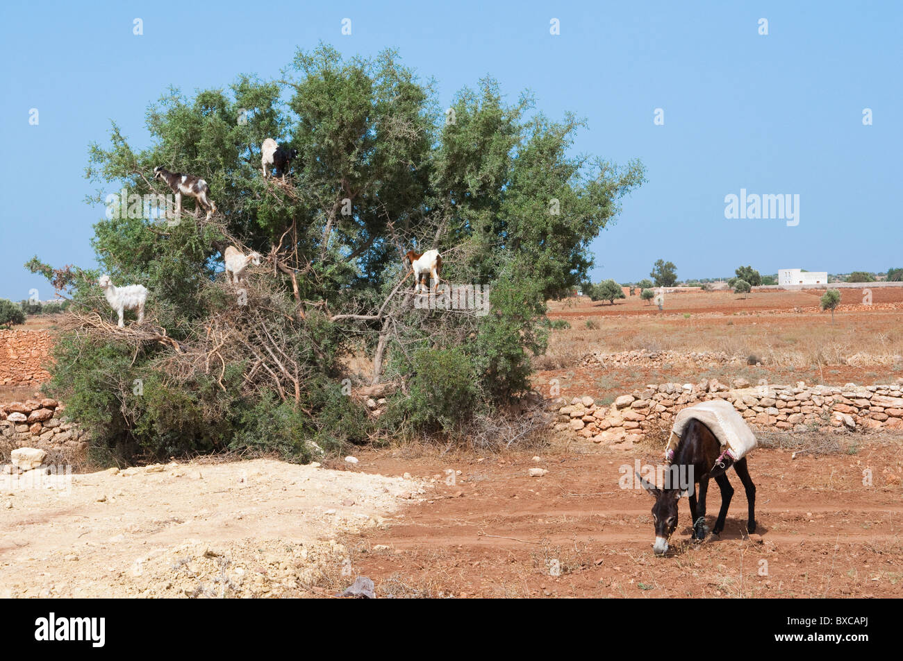 Numerose capre salire gli alberi di Argan nella parte occidentale del Marocco, Africa del Nord. Foto Stock