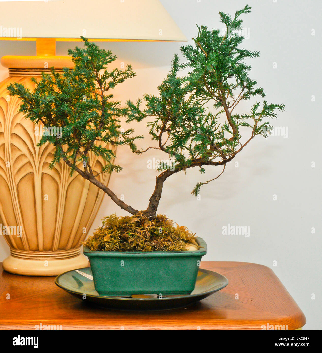 Albero di bonsai e illuminazione lampada da tavolo Foto stock - Alamy