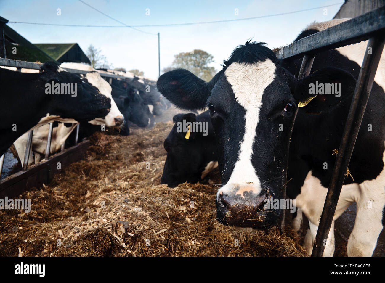 Vacche da latte alimentare nel cortile dopo essere stato munto. Le mucche soggiorno qui e nel capannone fino a primavera. Essi sono munte due volte al giorno Foto Stock