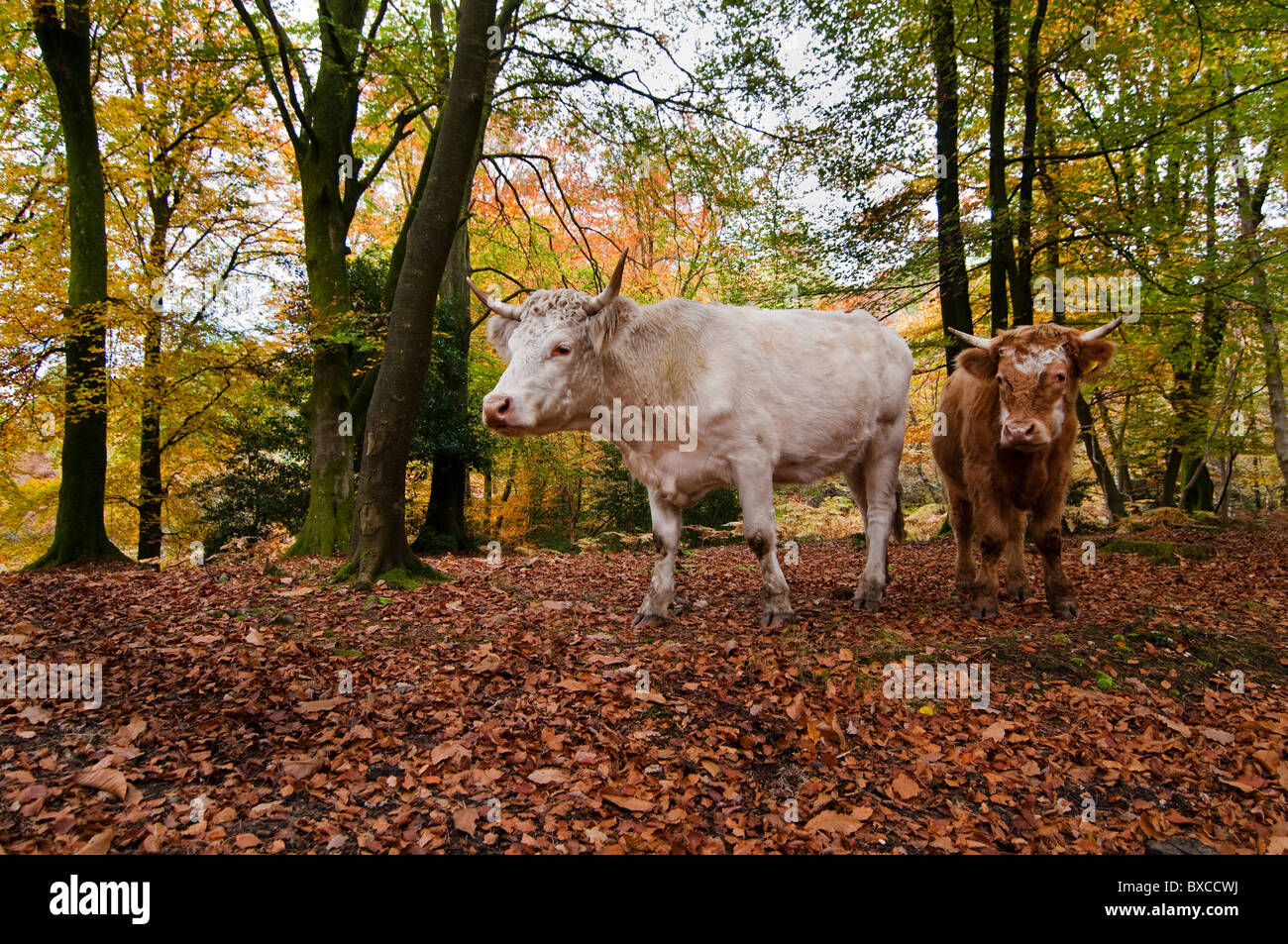 Nuova Foresta bovini a Pannage Foto Stock