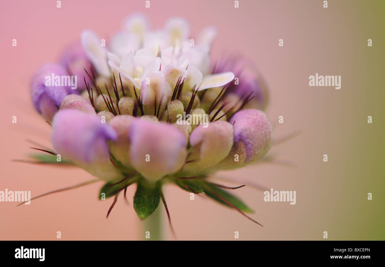 Un Scabious germoglio di fiore di apertura - scabiosa - Puntaspilli fiore Foto Stock