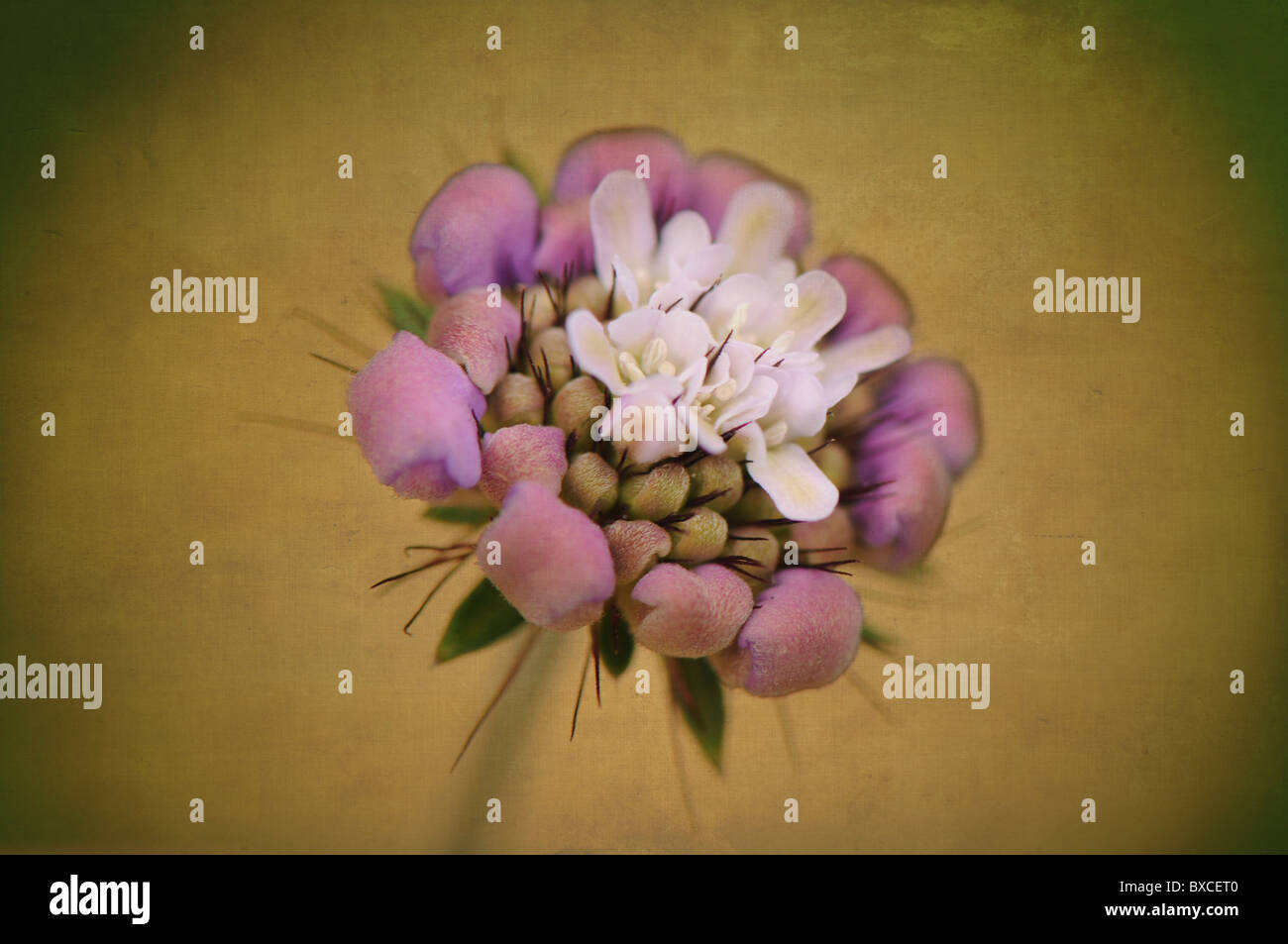 Un Scabious germoglio di fiore di apertura - scabiosa - Puntaspilli fiore Foto Stock
