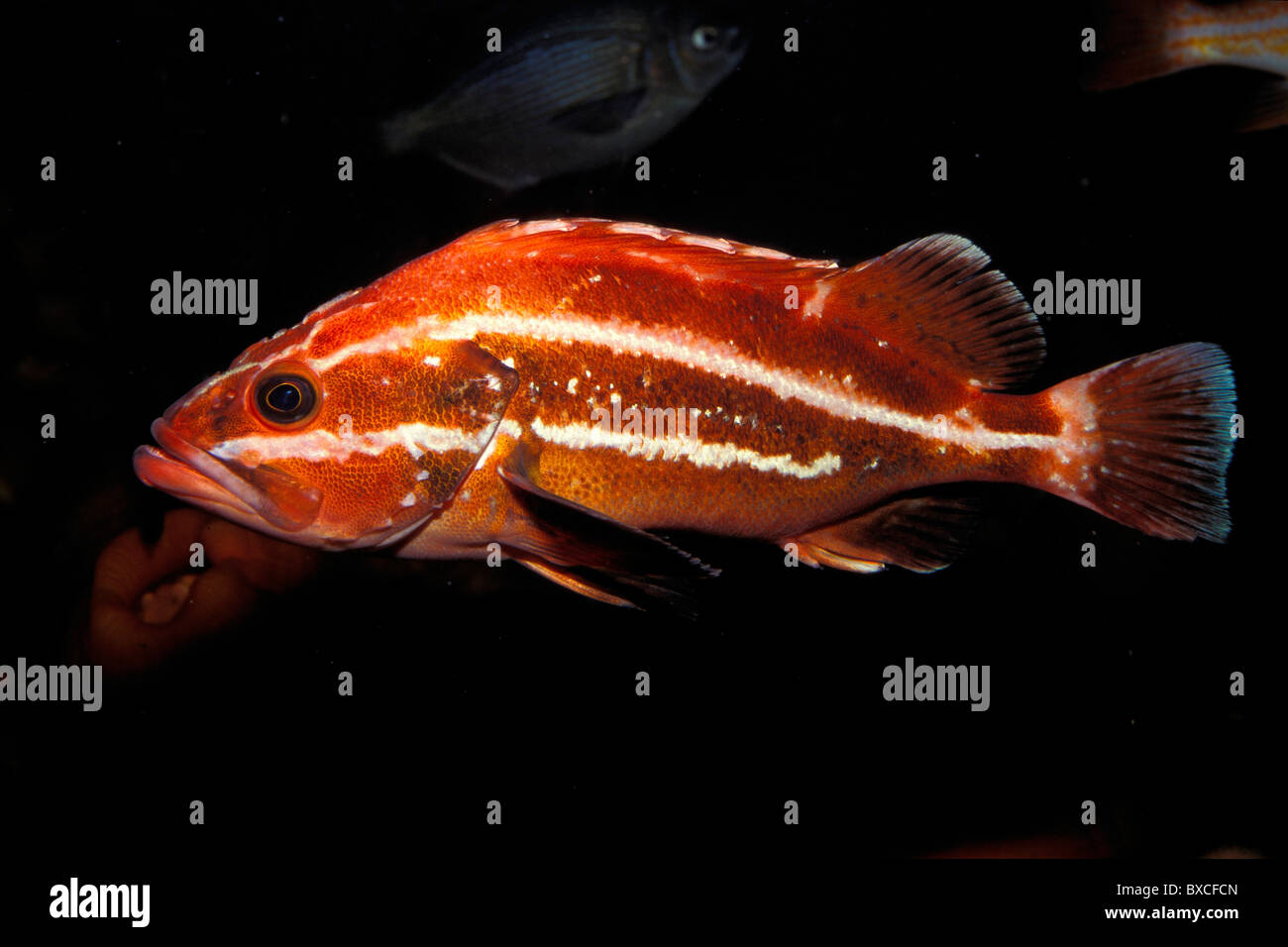Yelloweye pesce, Sebastes ruberrimus, minacciati, captive Foto Stock