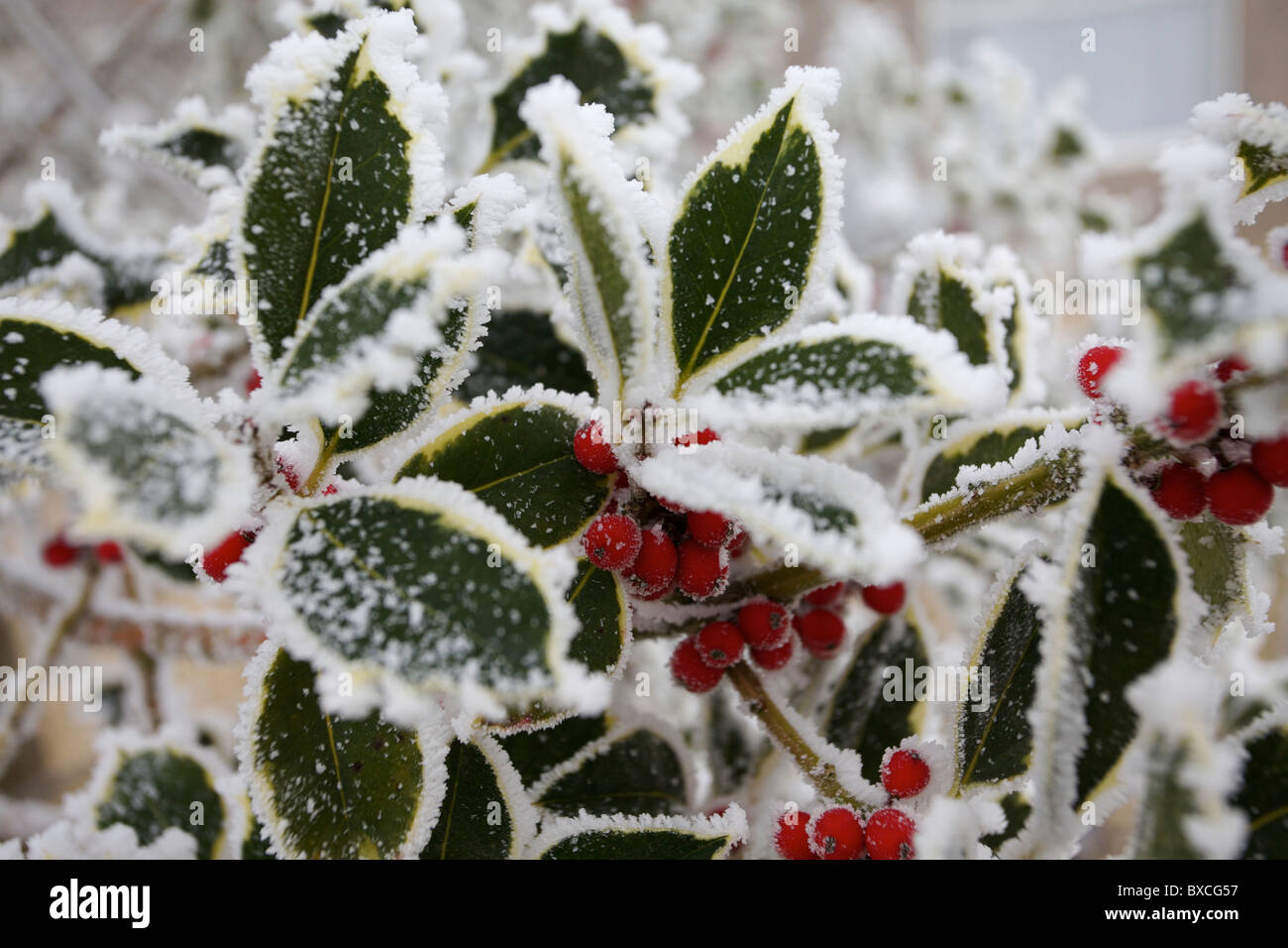Il pupazzo di neve di bacche rosse in inverno Foto Stock