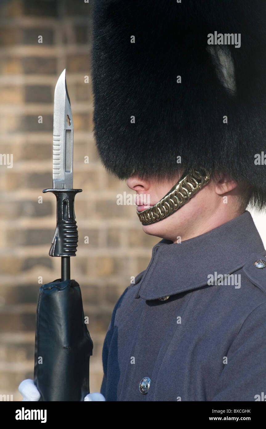 Queens guardia in lunga tunica grigio cappotto e Busby hat con attacco a baionetta fisso di guardia in London, England, Regno Unito Foto Stock